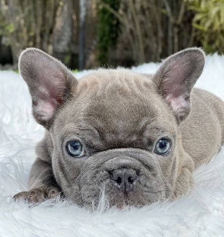 Wunderschöne Französische Bulldoggen Welpen