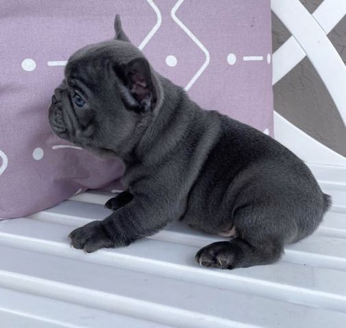 Wunderschönen Französischen Bulldoggen Welpen