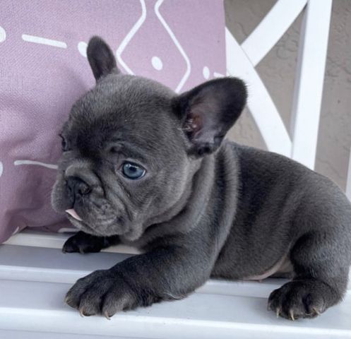 Wunderschönen Französischen Bulldoggen Welpen