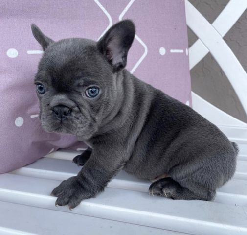 Wunderschönen Französischen Bulldoggen Welpen