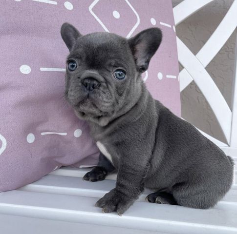 Wunderschönen Französischen Bulldoggen Welpen