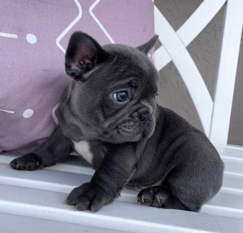 Wunderschönen Französischen Bulldoggen Welpen