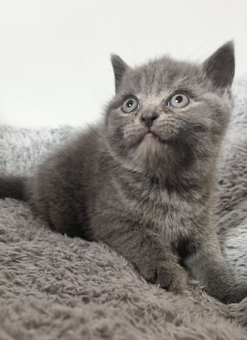 BKH KITTEN ab Februar den 1.02 .2025 zur Vermittlung