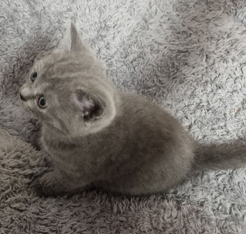 BKH KITTEN ab Februar den 1.02 .2025 zur Vermittlung