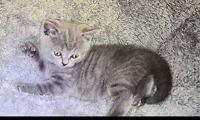 BKH KITTEN ab Februar den 1.02 .2025 zur Vermittlung