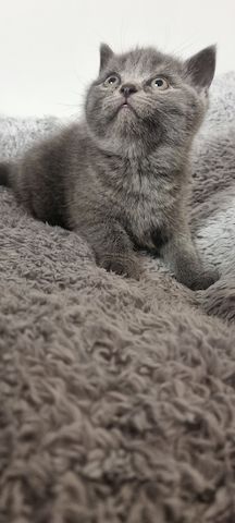 BKH KITTEN ab Februar den 1.02 .2025 zur Vermittlung