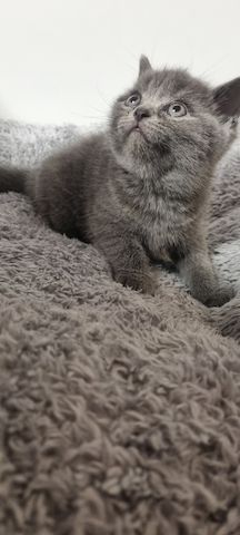 BKH KITTEN ab Februar den 1.02 .2025 zur Vermittlung
