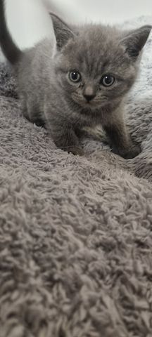 BKH KITTEN ab Februar den 1.02 .2025 zur Vermittlung