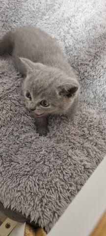 BKH KITTEN ab Februar den 1.02 .2025 zur Vermittlung