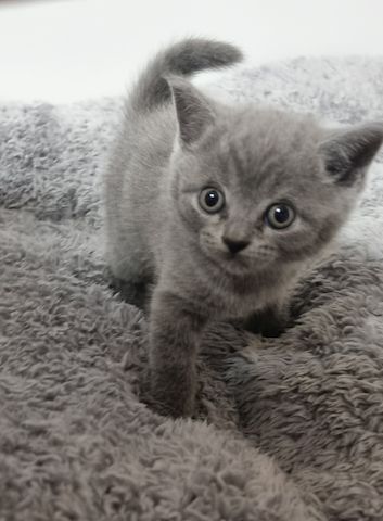 BKH KITTEN ab Februar den 1.02 .2025 zur Vermittlung