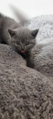 BKH KITTEN ab Februar den 1.02 .2025 zur Vermittlung
