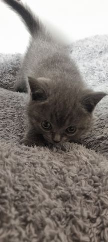 BKH KITTEN ab Februar den 1.02 .2025 zur Vermittlung