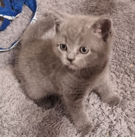 BKH KITTEN ab Februar den 1.02 .2025 zur Vermittlung