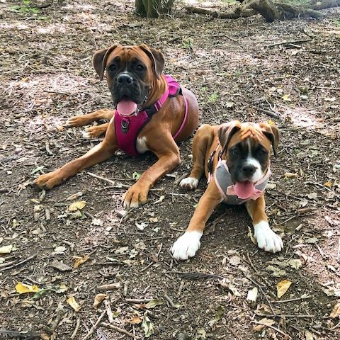 Wunderschöne Boxer Welpen