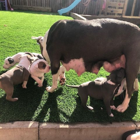 AmStaff/Pitbull-WHATSAPP..+4915510348975