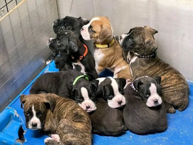 Boston Terrier Welpen