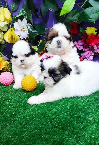 Shih Tzu--WHATSAPP: +4915217519768