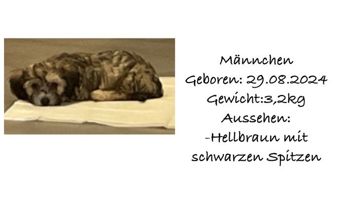 Süße Havaneser Welpen