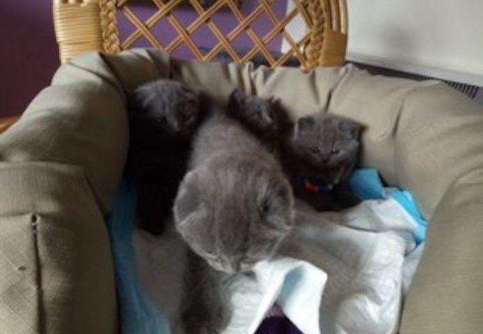 Wunderschöne Scottish Fold-Babys