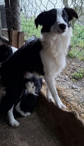 Bordercollieweibchen