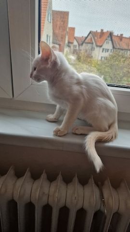 Siamesen und Balinesen kitten