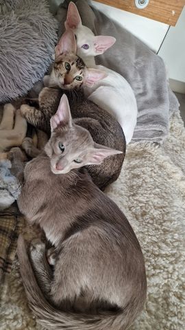 Siamesen und Balinesen kitten