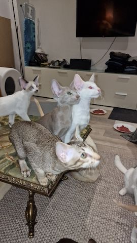 Siamesen und Balinesen kitten