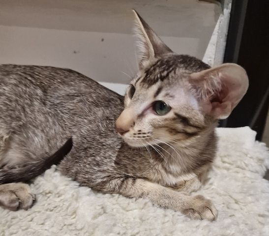 Siamesen und Balinesen kitten