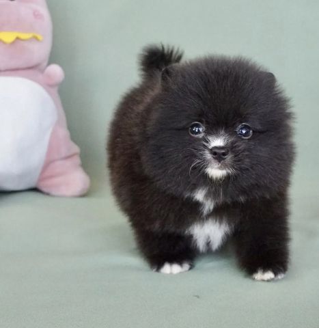 Wunderschöne Zweispitz Pommersche