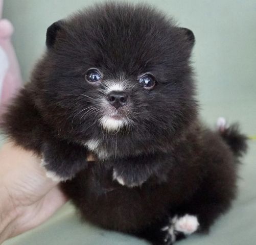 Wunderschöne Zweispitz Pommersche