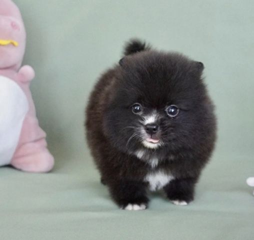 Wunderschöne Zweispitz Pommersche