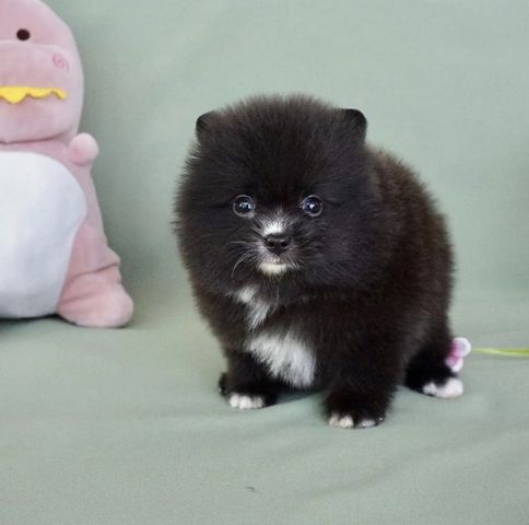 Wunderschöne Zweispitz Pommersche