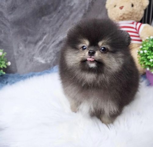 Wunderschöne Zweispitz Pommersche Welpen