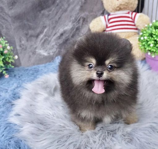 Wunderschöne Zweispitz Pommersche Welpen