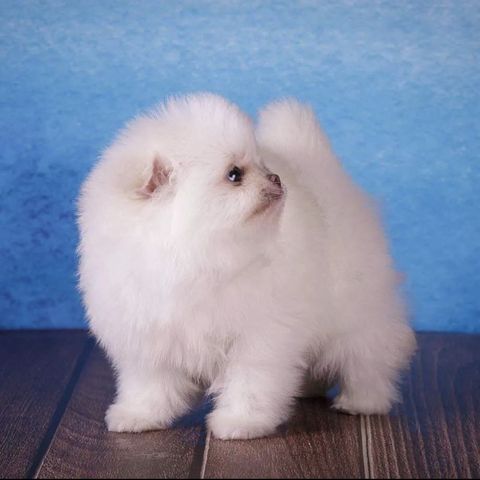 Wunderschöne Zweispitz Pommersche Welpen