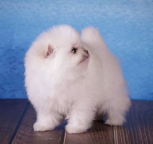 Wunderschöne Zweispitz Pommersche Welpen