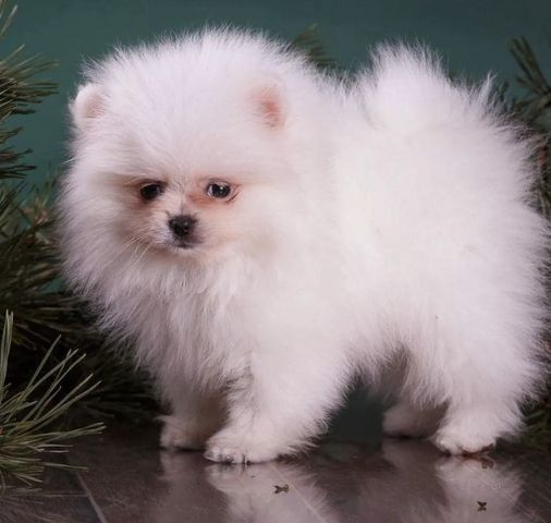 Wunderschöne Zweispitz Pommersche Welpen