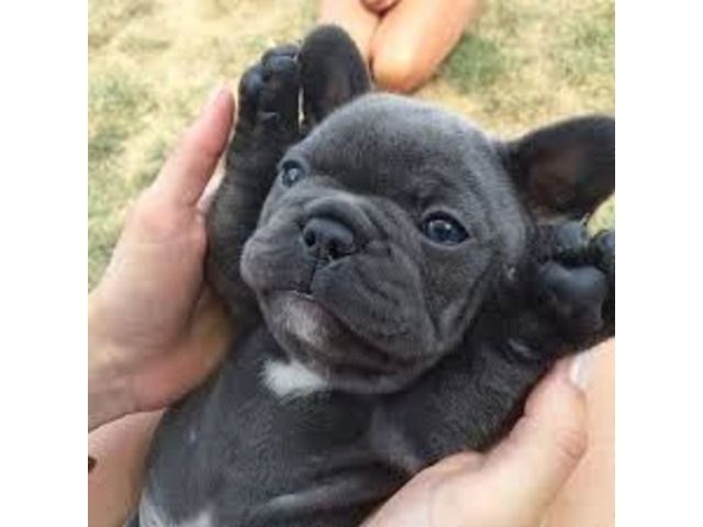Super entzückende französische Bulldogge bereit zum Verkauf AKC registriert