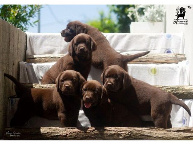 Labrador Retriever Welpen