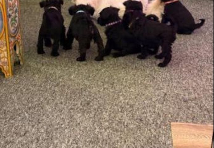Zwergschnauzerwelpen zur Adoption bereit