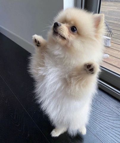 Süße 🥰 Zweispitz Pommersche Welpen