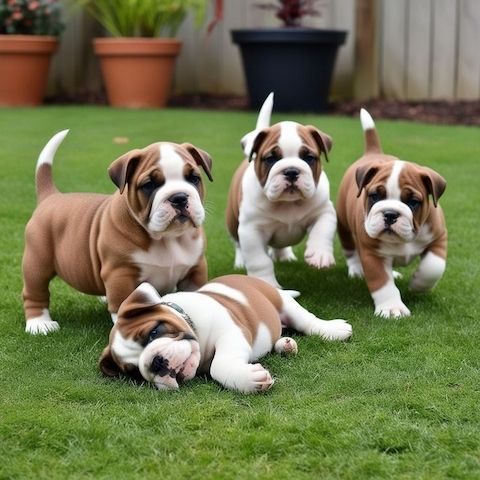 Englische Bulldoggenwelpen sind jetzt abholbereit