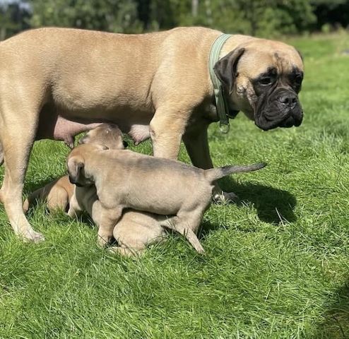Entzückende Bullmastiff-Welpen zu verkaufen.
