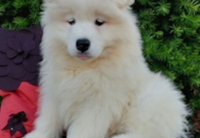 Samojedenwelpen