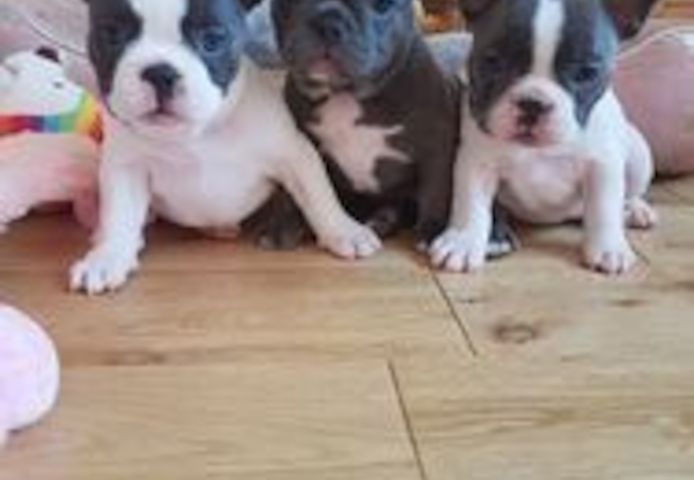Französische Bulldoggenwelpen