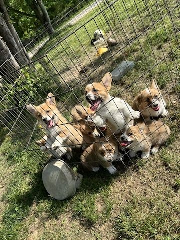 Süße Corgi-Welpen zu verkaufen.