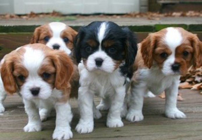 Cavalier King Charles Spaniel Welpen mit Stammbaum