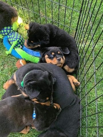 Süße Rottweiler-Welpen zu verkaufen.