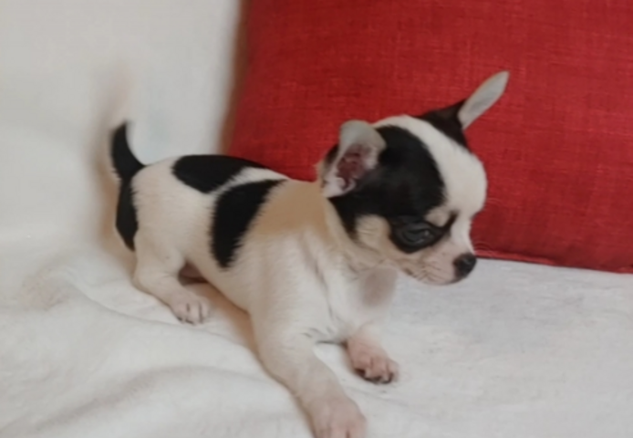 Chihuahua-Welpen zu verkaufen