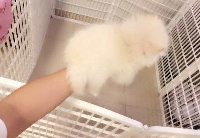 Sehr gesunde Pomeranian-Welpen zu verkaufen